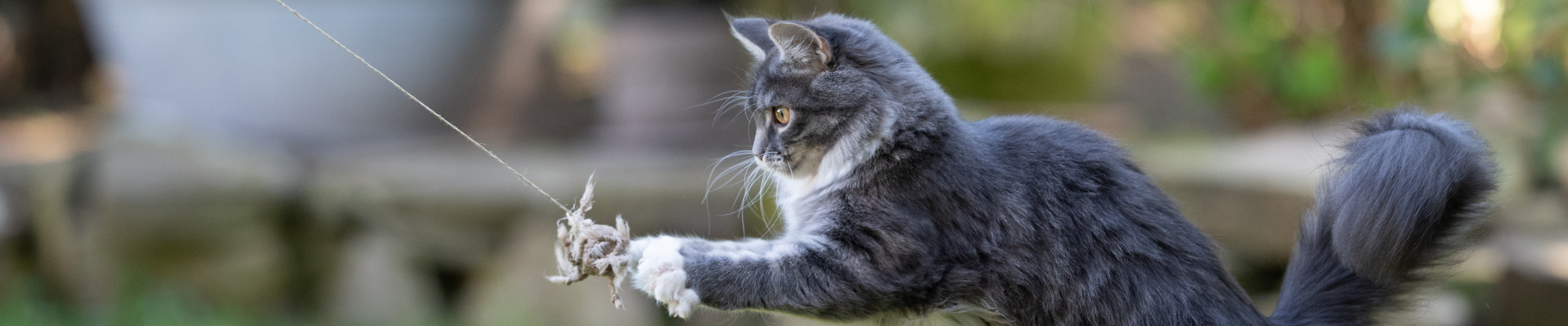 The Ultimate Guide to Outdoor Cat Fetch!