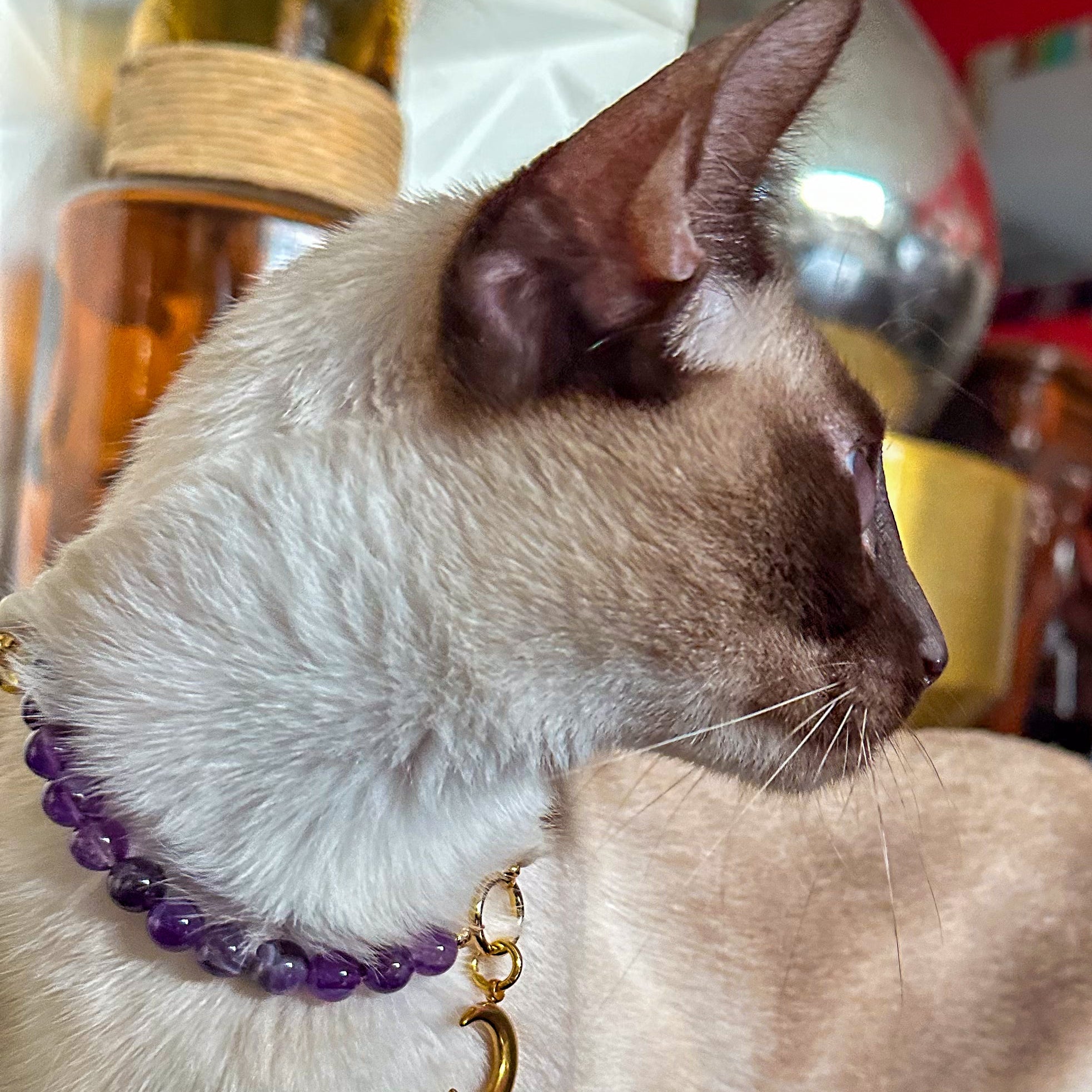 Cat wearing a purple beaded collar with a gold crescent pendant.