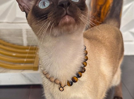 Cat wearing a necklace on a wooden floor with decorative elements in the background