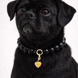 Black dog wearing a black beaded collar with a gold heart charm on a white background